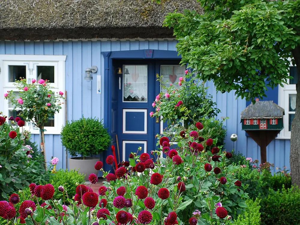 Blaues Rohrdachhaus mit Dahlien im Vorgarten in Born