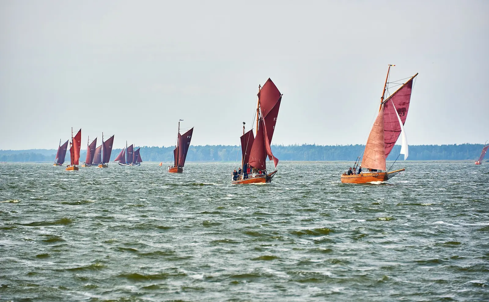 Zeesboote mit rotbraunen Segeln bei einer Regatta auf dem Bodden