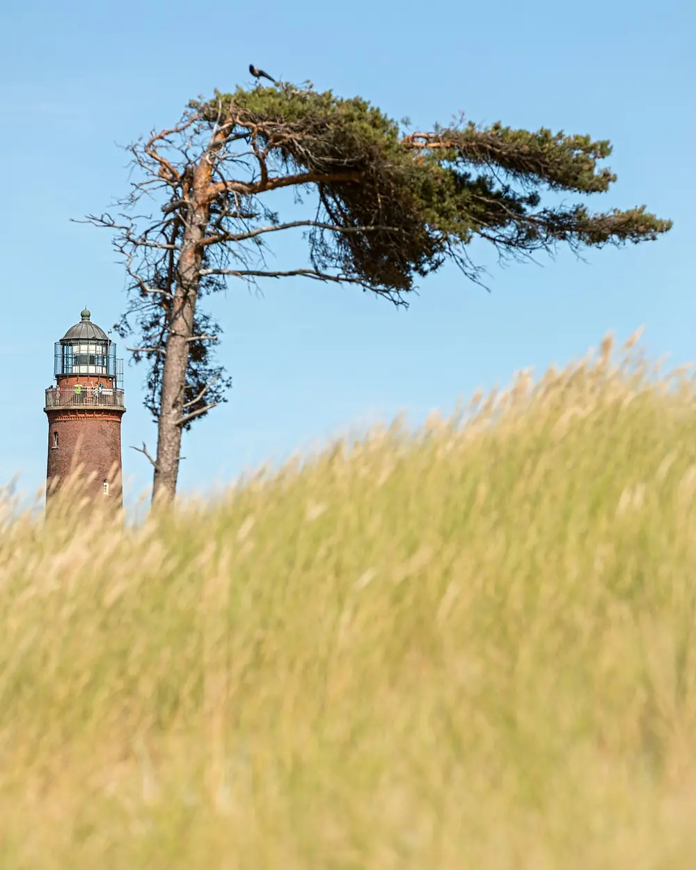 Leuchtturm hinter einem Windflüchter und Dünengras