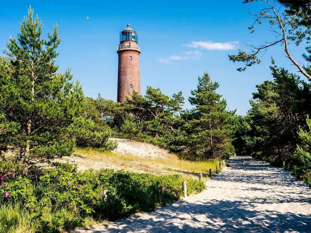 Sandweg durch Kiefern und Heckenrosen zum Leuchtturm
