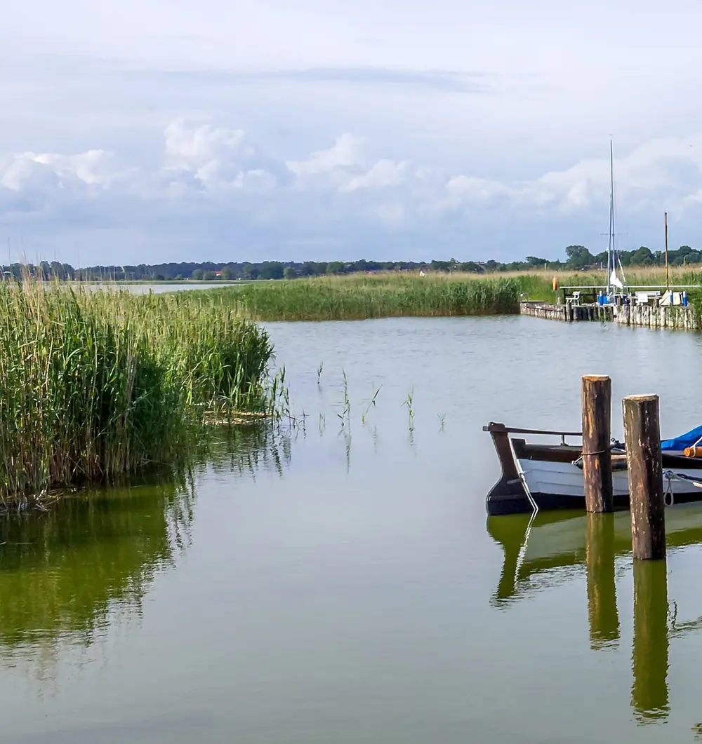Schilf am Ufer des Saaler Boddens