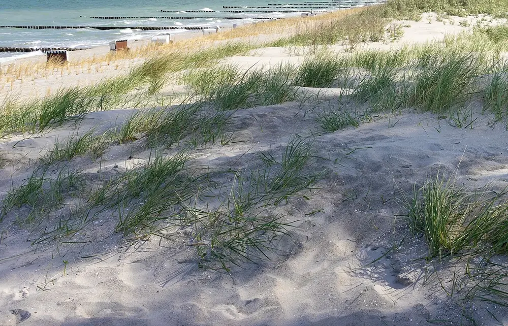 Dünen mit Strandhafer und Blick aufs Meer