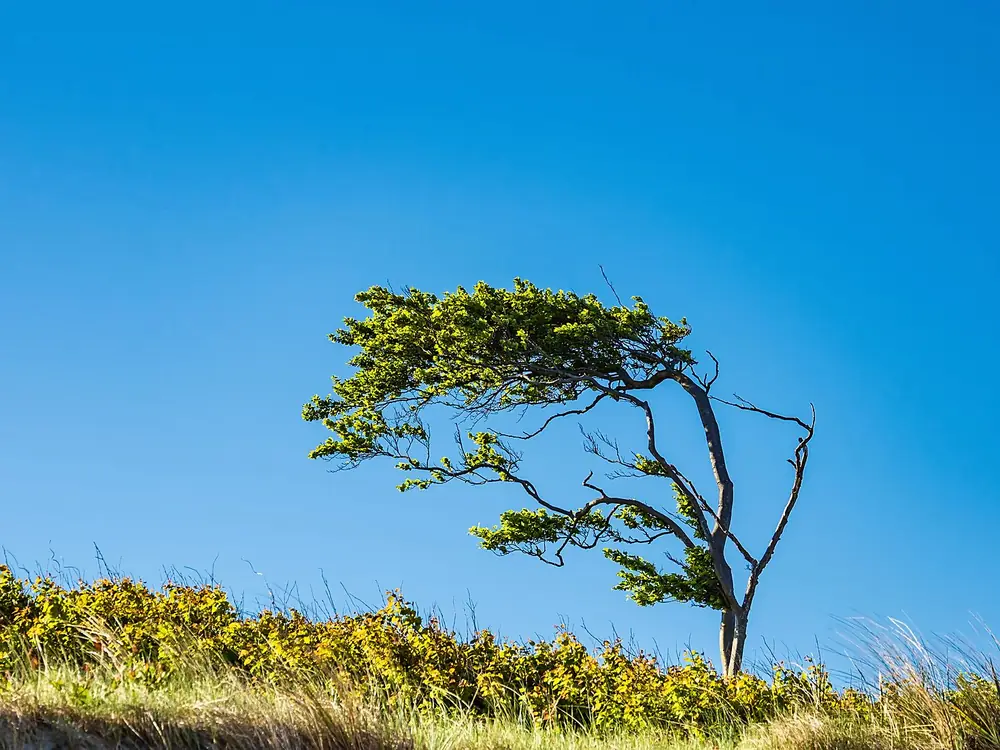 Einzelner Windflüchter mit flacher Krone vor blauem Himmel
