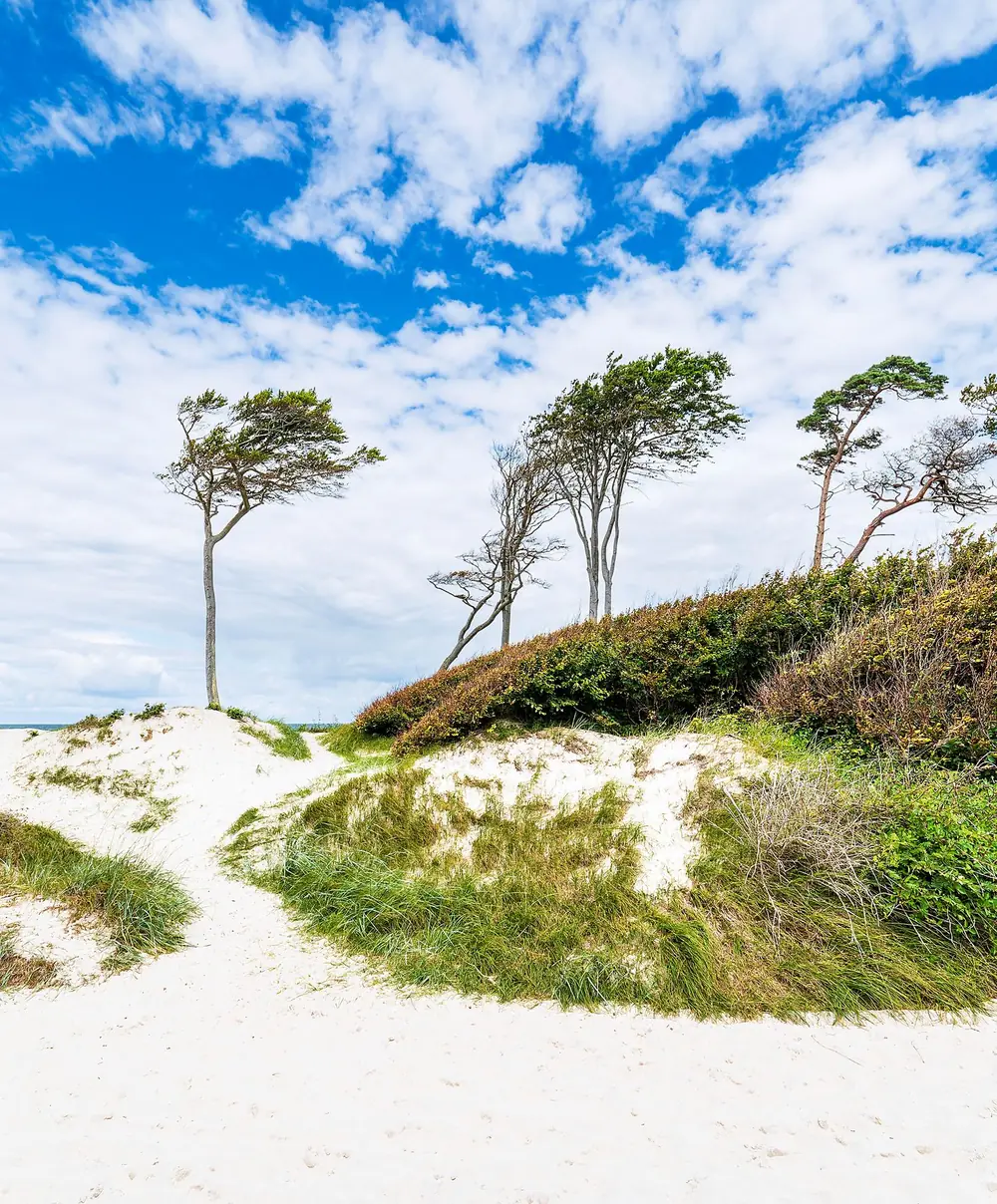 Windflüchter auf einer hellen Düne unter Wolken