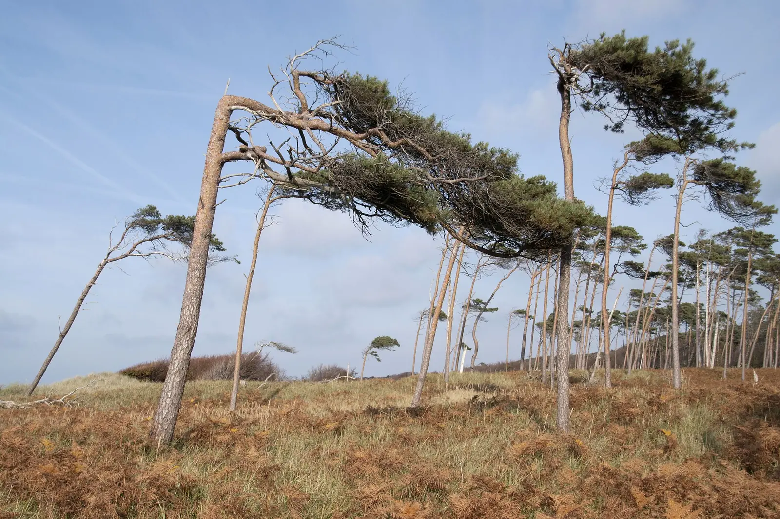 Reihe vom Wind gebeugter Kiefern auf der Düne