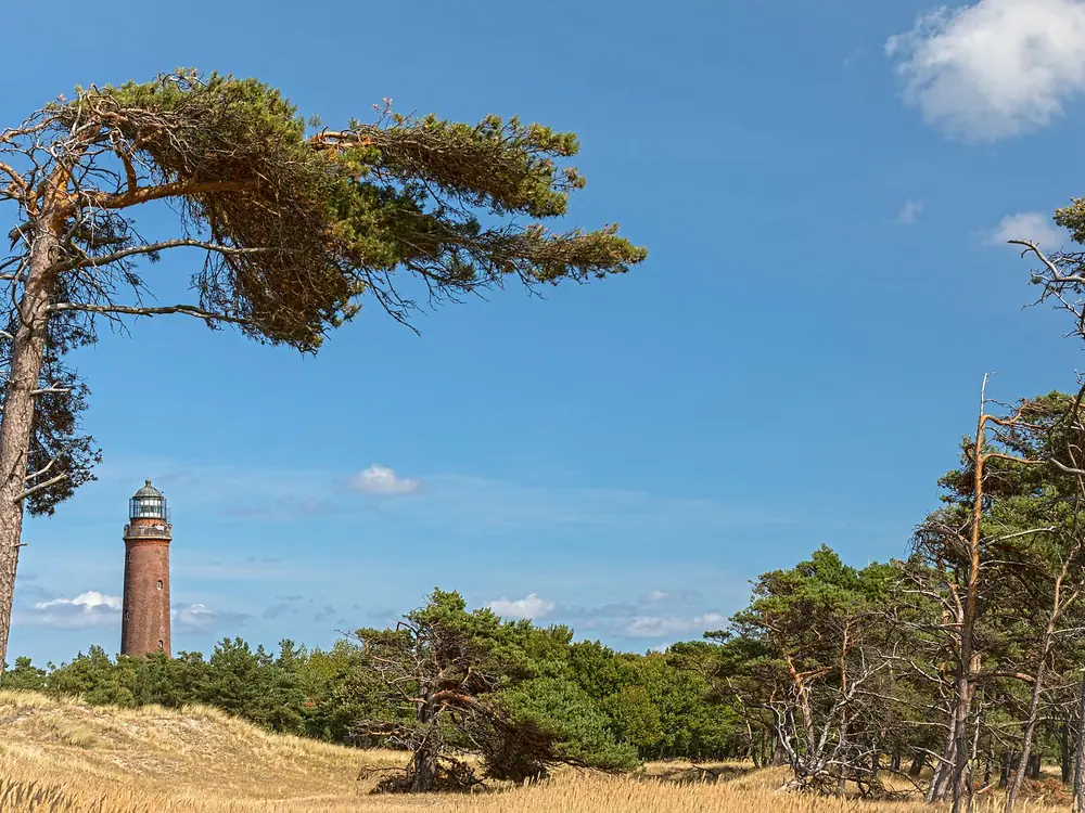 Windflüchter-Kiefer vor dem Leuchtturm Darßer Ort