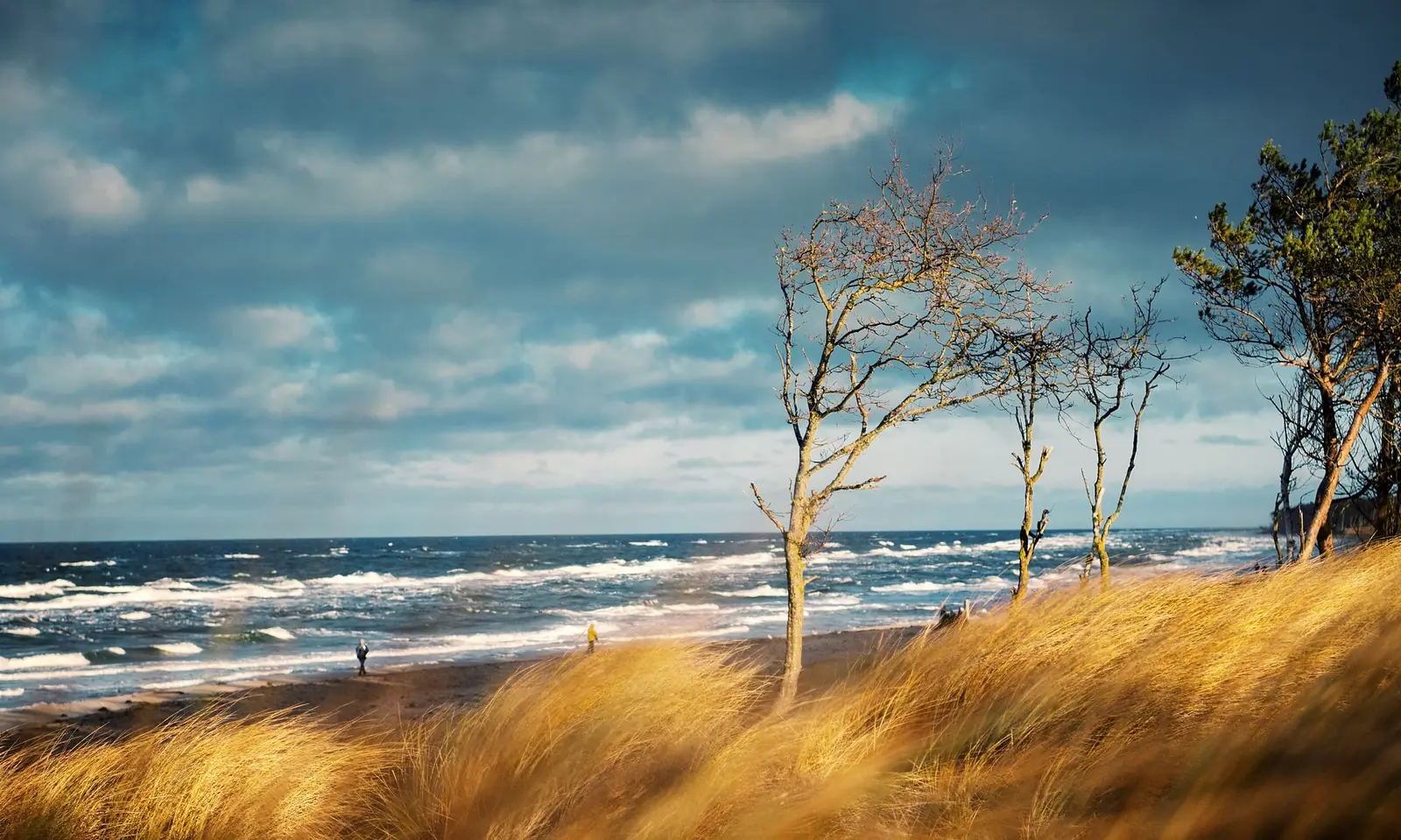 Vom Wind gebeugte Bäume über Dünengras an der Ostsee