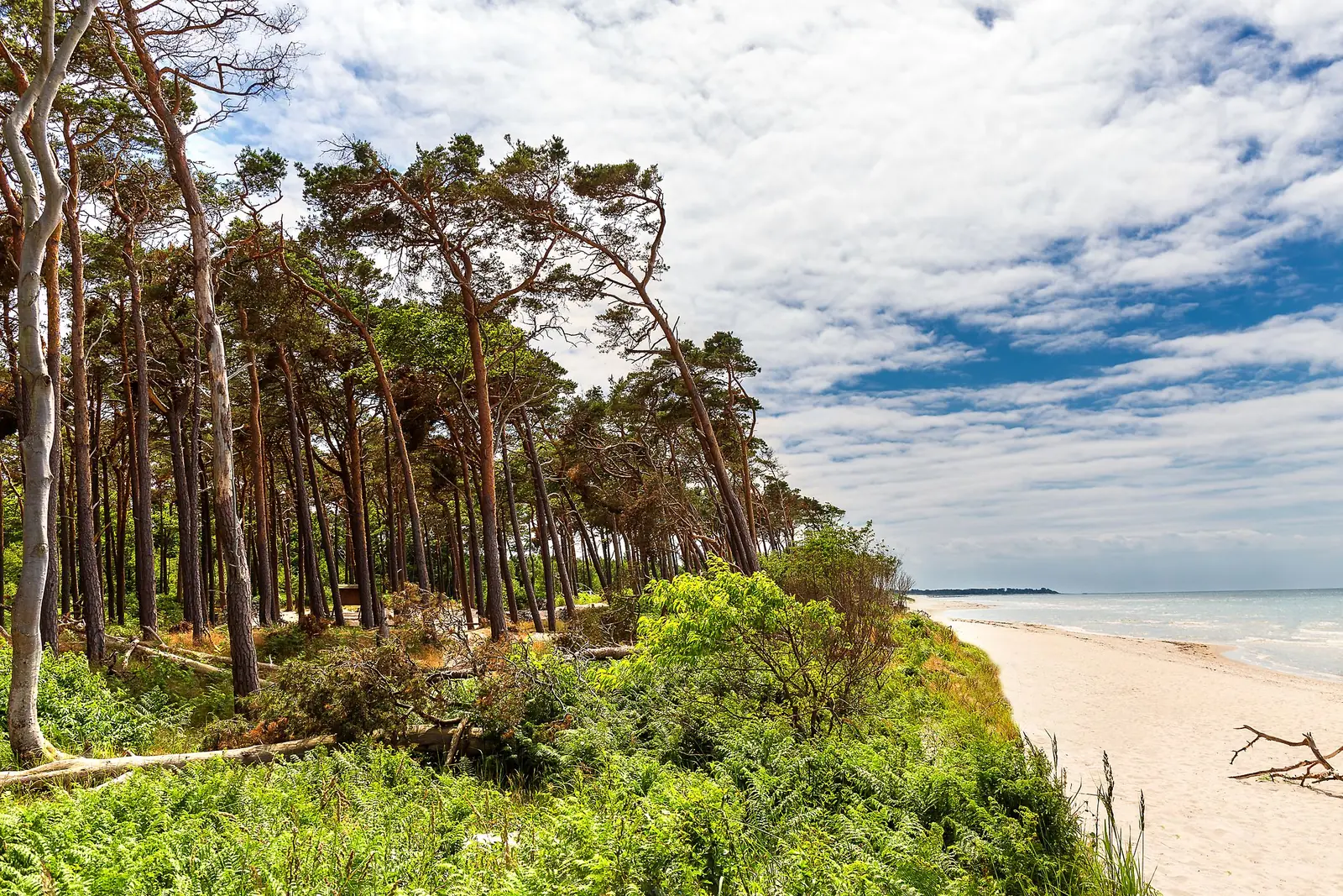 Kiefernwald am Steilufer über dem hellen Weststrand