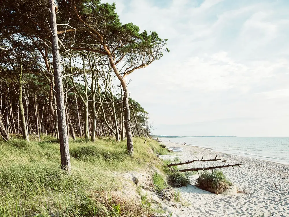 Kiefern mit schiefen Stämmen am Rand des Strandes