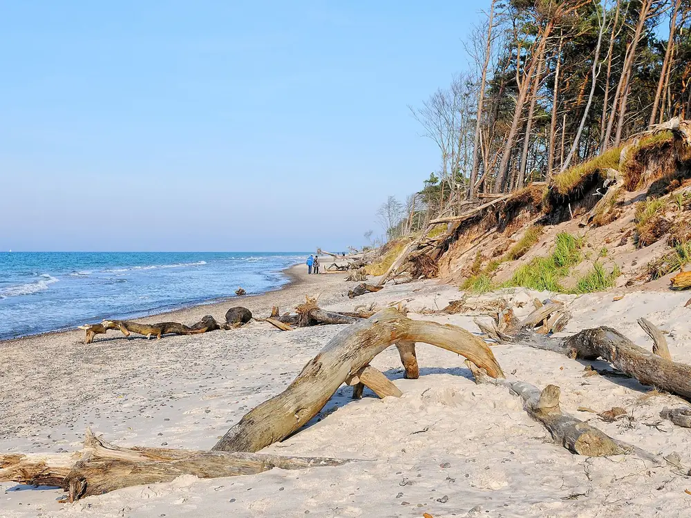 Treibholz und Abbruchkante am Weststrand