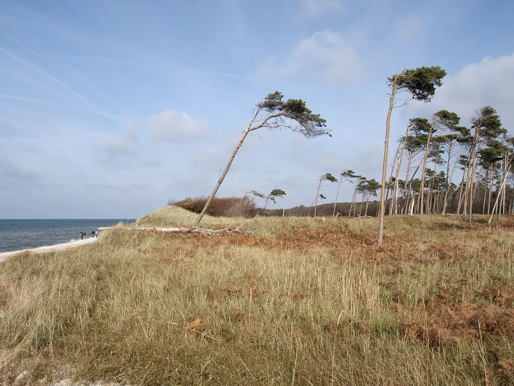 Windflüchter auf der Düne am Weststrand
